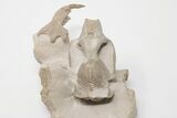 2.2" Fossil Squirrel-Like Mammal (Ischyromys) Skull - Wyoming - #197366-2
